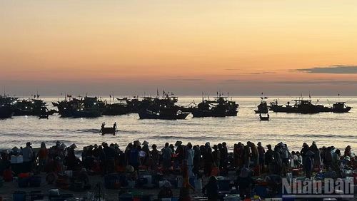 Bình minh trên làng chài Tam Tiến, những con thuyền sau đêm dài bám biển trở về, mở đầu một phiên chợ cá bên bờ biển.