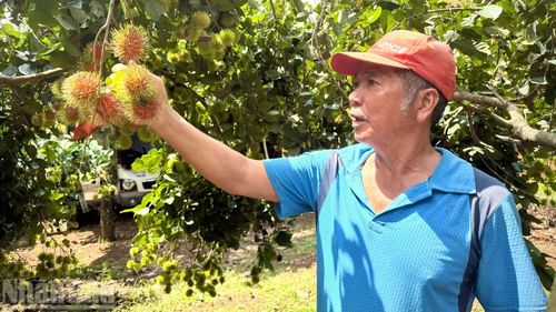 Những quả chôm chôm vườn ông Huỳnh Kim Hải bắt đầu chín.
