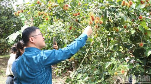 Anh Wòng Lềnh Mành cùng những người bạn trải nghiệm vườn trái cây.