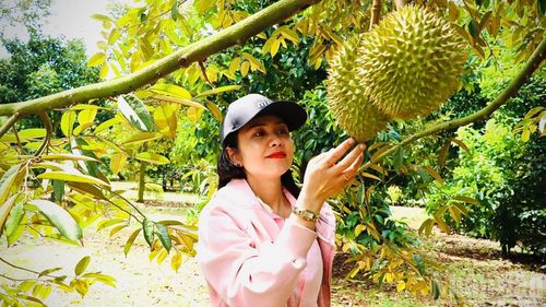 Sầu riêng Bình Lộc lâu nay được xem ngon nức tiếng ở khu vực phía nam.