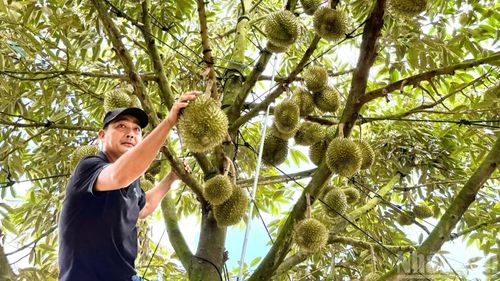 Thời tiết thuận lợi, cây sầu riêng năm nay ở thành phố Đồng Nai hứa hẹn cho năng suất cao.
