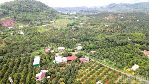 Cẩm Mỹ là một trong những địa phương có diện tích trồng cây sầu riêng lớn nhất của thành phố Đồng Nai.