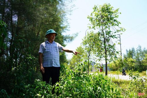Ông Lê Văn Dũng (phường Thành Sen) cho biết: “Tuyến đường được đầu tư khang trang, lưu lượng người và phương tiện qua lại đông đúc. Thế nhưng, thời gian gần đây, hai bên đường xuất hiện nhiều điểm nhếch nhác do cỏ dại mọc um tùm. Người dân muốn đi bộ hay tập thể dục vào buổi sáng gặp nhiều bất tiện".