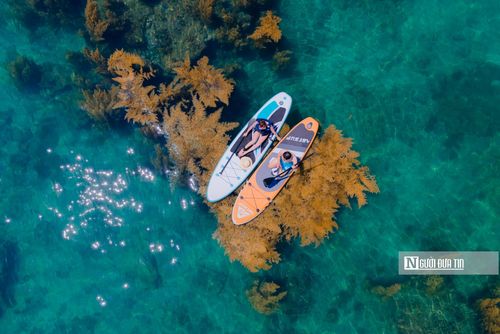 Anh Nam nói tiếp. Đây là mùa rong mơ nở rộ. Nhìn từ trên cao, mặt biển như bung nở những đóa hoa vàng, đỏ... thu hút ánh nhìn. Du khách đến đây, không chỉ được thả mình dưới nước biển trong xanh mà họ còn tận mắt thấy được những đóa hoa rong nở giữa đại dương.