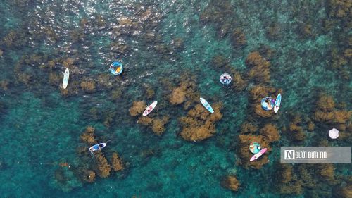 "Khách về đây chèo SUP trên cánh đồng rong mơ, lặn ngắm san hô. Nếu gặp đúng lúc thủy triều rút, họ còn được đi trên con đường dưới đáy biển, điểm nhấn đặc sắc nhất của tour Nhơn Hải", anh Nam kể. Ảnh: Nguyễn Dũng
