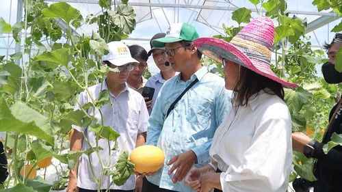  Du khách tham quan tại CA Organic Farm. Ảnh: Nhật Trường 