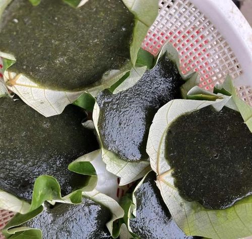 Bánh đúc rau câu, món ăn đặc trưng vùng biển bãi ngang Cửa Tùng - M.H
