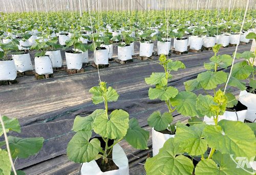 Các loại dưa của HTX Dương Quang được trồng trong nhà lưới, bảo đảm chất lượng, an toàn cho người tiêu dùng.