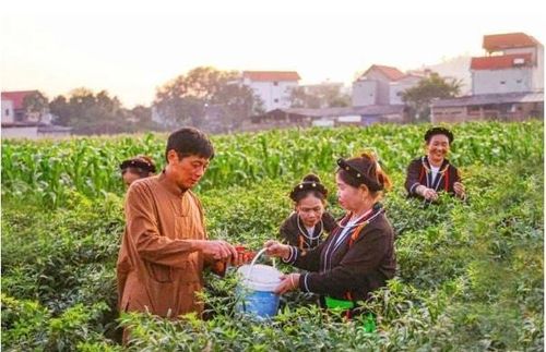 Trồng ớt đem lại hiệu quả kinh tế cao cho người dân xã Đạo Trù. Ảnh Dương Chung