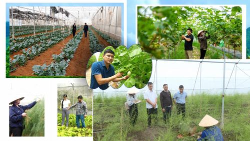 Lai Châu ưu tiên phát triển nông nghiệp, công nghiệp, thương mại, dịch vụ và du lịch, phấn đấu hoàn thành mục tiêu GRDP năm 2026 khoảng 10%. Ảnh ST