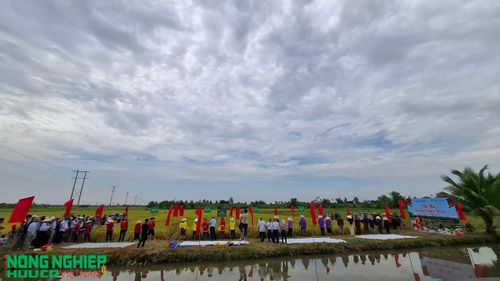 Cuộc thi gặt lúa truyền thống