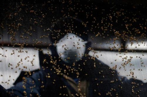  Công nhân làm việc tại cơ sở sản xuất ruồi vô sinh ở Metapa de Domínguez, Mexico. Ảnh: Reuters. 