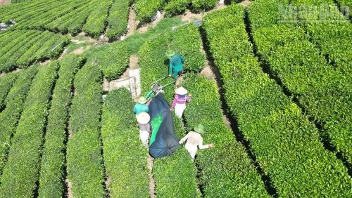Nhiều hộ dân trồng chè phản ánh, do giá chè thu mua của Vinatea Mộc Châu thấp nên các hộ phải đổi công cắt chè cho nhau để giảm chi phí.