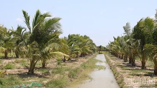 Nông dân xã Bình Phú, tỉnh Vĩnh Long chuyển đất lúa sang trồng dừa cao sản.