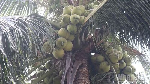 Cây dừa ta xã Hiếu Thành, tỉnh Vĩnh Long trĩu quả.