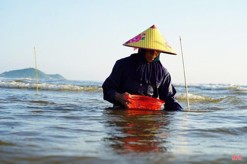 Cứ cách khoảng 10 phút, người dân lại đi thu gom các cần câu đã đặt. Đây là khâu quan trọng bởi người câu phải nhanh tay chụp lấy những con cúm núm đang bám mồi. Chỉ cần chậm một nhịp, chúng sẽ lập tức chui xuống hang hoặc lẩn trốn dưới lớp cát.
