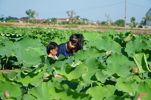 Đầm sen Đồng Múc được đầu tư thêm các hạng mục tham quan, chụp ảnh và trải nghiệm ẩm thực đồng quê.