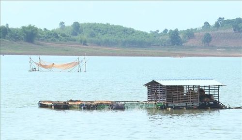 Nhiều lồng bè từng nhộn nhịp nay bị bỏ trống hoặc chỉ nuôi cầm chừng để giữ nghề.
