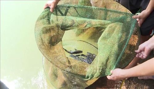 Gia đình anh Nguyễn Văn Hùng, thành viên Tổ nghề cá Phú Văn, xã Phú Nghĩa nuôi một lồng cá lăng nha với khoảng 4.000 con giống. Tuy nhiên sau hơn hai năm chăm sóc, số lượng cá hao hụt gần một nửa do môi trường nước ngày càng suy giảm chất lượng.