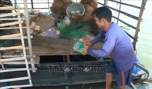 Anh Nguyễn Văn Lanh, thành viên Tổ nghề cá Phú Văn, chăm sóc đàn cá lăng nuôi trong lồng bè bằng cách cho cá ăn hằng ngày.