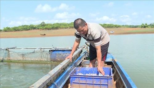 Không chỉ đối mặt với tình trạng cá chết do môi trường nước, người nuôi còn gặp khó khi nguồn thức ăn tự nhiên ngày càng cạn kiệt. Trước đây, người dân có thể khai thác các loại cá nhỏ trên lòng hồ để làm thức ăn cho cá nuôi, giúp giảm đáng kể chi phí sản xuất.