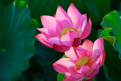 Sen nở rộ vào buổi sáng sớm. Ảnh: Diễm Phúc 