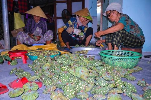 Không chỉ hạt sen, lá sen, ngó sen và tim sen cũng được thu mua để chế biến thực phẩm. Ảnh: Diễm Phúc