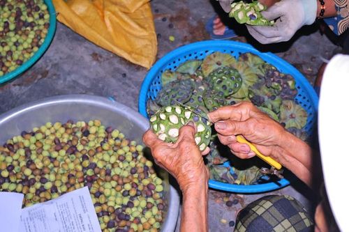 Mùa sen tạo thêm việc làm thời vụ cho người dân địa phương trong các công đoạn thu hoạch, vận chuyển và sơ chế. Ảnh: Diễm Phúc 