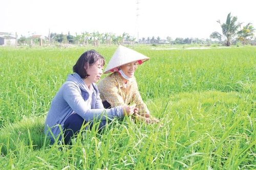 Nhờ sử dụng cơ cấu giống hợp lý nên diện tích sản xuất lúa tại xã Ba Đình luôn đạt năng suất, chất lượng cao.