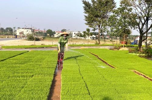 ...và nâng cao tỉ lệ cơ giới hóa trong sản xuất lúa.