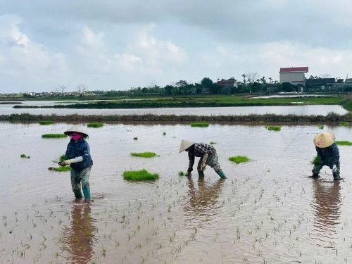 Cùng với đó, các địa phương đã gieo khoảng 1.122,9 tấn mạ và gieo cấy khoảng 801,9 ha lúa.