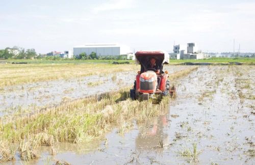 Những năm qua, nhờ hờ hạ tầng giao thông nội đồng được đầu tư hoàn thiện, việc đưa máy móc hiện đại như máy cày, máy bừa vào đồng ruộng trở nên dễ dàng. Điều này giúp đất được phay nhuyễn, tơi xốp, tiết kiệm tối đa sức người và rút ngắn thời gian làm đất.