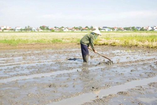 Theo thống kê của Chi cục Trồng trọt và Bảo vệ thực vật, đến ngày 6/6, các địa phương đã hoàn thành việc giải phóng đất sản xuất lúa là 36.700 ha/ 110.500 ha, đạt 33,2% kế hoạch.