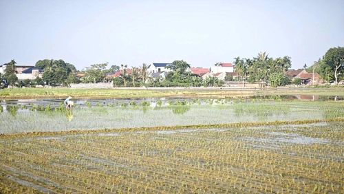 Các địa phương chỉ bố trí trà mùa sớm trên diện tích bố trí cây trồng vụ Đông sớm hoặc trên diện tích lúa hè thu tránh lũ, với các loại giống, như: TBR87, TBR97, Việt Lai 20, TBR225, Bắc Thịnh, Thiên ưu 8, Đài Thơm 8, Dự Hương 8, Hương Bình... và các giống nếp trên diện tích trà muộn.