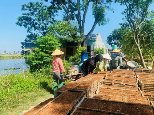 Không chỉ cơ giới hóa trong khâu làm đất, nhiều địa phương trong tỉnh đã đẩy mạnh phát triển dịch vụ mạ khay, máy cấy để giảm sức lao động, nâng cao hiệu quả kinh tế...