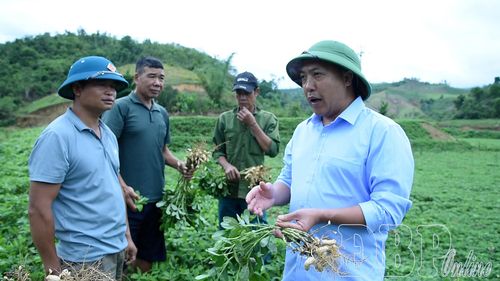 Cán bộ Trung tâm Dịch vụ tổng hợp xã Na Son hướng dẫn người dân cách bảo quản lạc sau thu hoạch.