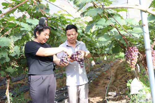 Người dân tổ 3, xã Na Son triển khai mô hình trồng nho hạ đen với hỗ trợ kỹ thuật của cán bộ nông nghiệp xã. 