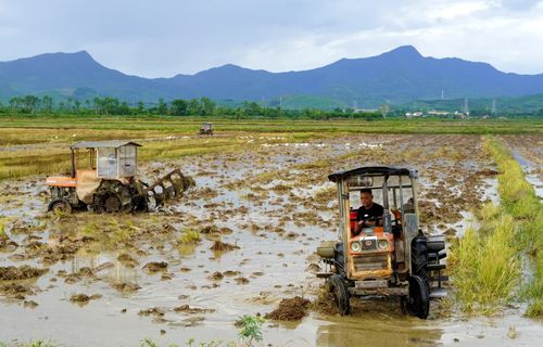 Hợp tác xã Dịch vụ nông nghiệp Đức Ninh triển khai vụ hè-thu 2026 - Ảnh: H.Tr