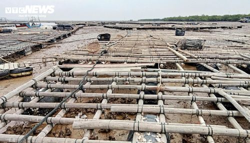 Nước rút cạn trơ đáy với thời gian dài hơn trước kia làm hàu yếu dầu và chết.