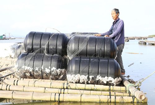 Chi phí đầu tư phao nhựa lớn nhưng thời hạn sử dụng ngắn cũng là gánh nặng với người nuôi hàu tại cửa sông Bắc Luân.