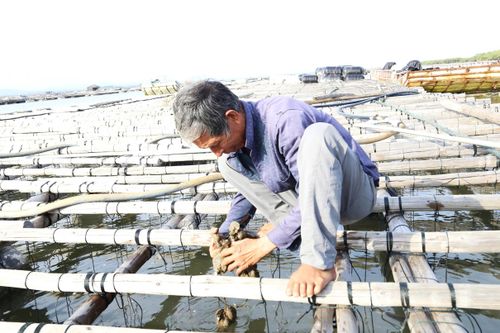 Người nuôi hàu tại cửa sông Bắc Luân trước nỗi lo mất trắng khi nhiều giàn hàu tỷ lệ chết lên đến 80%.