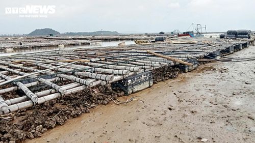 Con nước thay đổi, hàu phải phơi bãi trong thời gian dài dẫn tới tỷ lệ chết lớn.