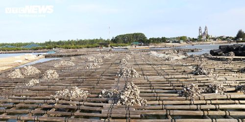 Không khó để bắt gặp cảnh từng đống vỏ hàu chờ thu dọn tại các giàn nuôi ở cửa sông Bắc Luân.