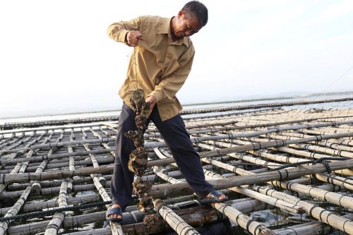 Những dây hàu ngả màu sẫm đen, rỗng ruột khiến người nuôi điêu đứng.