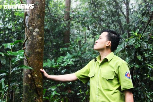 Dù nguồn gốc chính xác của tên gọi chè Tiến Vua vẫn còn nhiều huyền thoại nhưng gần 1.000 cây chè cổ thụ hiện hữu giữa đại ngàn đủ để khẳng định giá trị trăm tuổi của quần thể chè này.