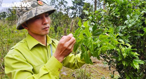 Anh Nguyễn Trường Tư (42 tuổi), nhân viên Ban Quản lý rừng đặc dụng An Toàn, chia sẻ từ một chuyến khảo sát thực địa vào năm 2004, Ban Quản lý rừng đặc dụng đã phát hiện nhiều cây chè lớn mọc rải rác trong khu rừng nguyên sinh. Ban Quản lý phối hợp với các chuyên gia Viện Dược liệu để lấy mẫu phân tích. Kết quả nghiên cứu xác nhận đây là giống chè Shan tuyết cổ thụ quý hiếm, có hàm lượng chất chống oxy hóa, flavonoid và catechin trong chè rất cao.