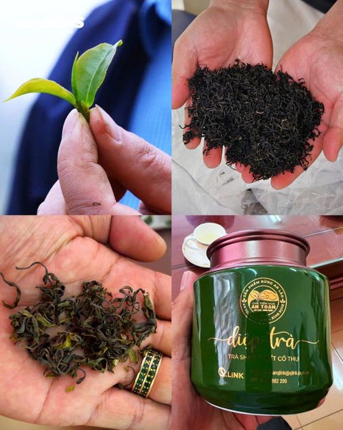 Nhiều hộ dân được tập huấn kỹ thuật chăm sóc, thu hái và chế biến theo quy trình hiện đại. Những búp chè cổ không còn chỉ được làm thành trà xanh truyền thống mà còn được nghiên cứu phát triển thành nhiều dòng sản phẩm như hồng trà, bạch trà và các sản phẩm trà cao cấp phục vụ thị trường quà tặng.