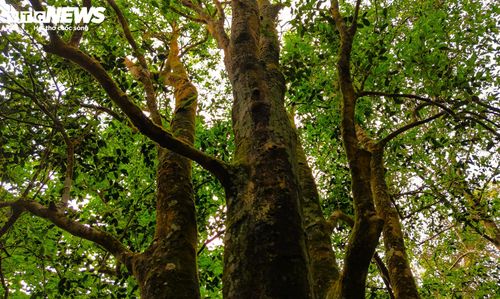 Giữa đại ngàn ấy, thiên nhiên đã lưu giữ nhiều báu vật qua hàng thế kỷ, trong đó nổi bật là quần thể chè cổ Tiến Vua mà đồng bào Ba Na địa phương luôn tự hào nhắc đến. Quần thể hiện có hơn 6.000 cây chè, trong đó gần 1.000 cây cổ thụ với tuổi đời lên tới hàng trăm năm.