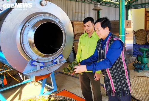 Năm 2024, ông Hồ Quốc Dũng, Ủy viên Ban Chấp hành Trung ương Đảng khóa XIV, Ủy viên Ban Thường vụ Đảng ủy Chính phủ, Phó Thủ tướng (khi đó là Bí thư Tỉnh ủy Bình Định) dành sự quan tâm đặc biệt đến chè Tiến Vua. Ông nhiều lần chỉ đạo địa phương triển khai đề tài nghiên cứu khoa học về loại chè này, đồng thời đẩy mạnh tuyên truyền, vận động người dân giữ gìn môi trường, cảnh quan, bảo vệ và phát triển diện tích chè hiện có nhằm bảo đảm nguồn nguyên liệu ổn định cho việc bảo tồn, phát huy giá trị sản phẩm.