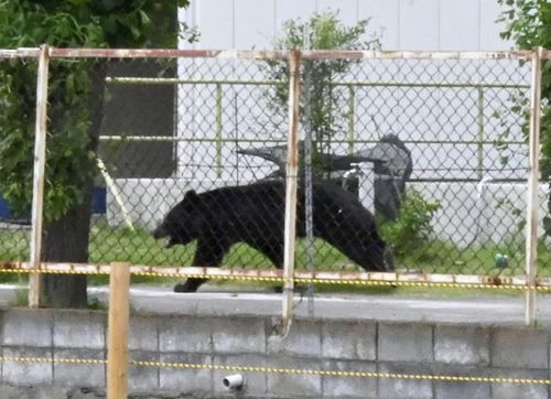 Con gấu dài khoảng 1 mét, có người đã nhìn thấy nó nhanh nhẹn trèo qua cổng nhà máy. Ảnh: Kyodo News/ AP.